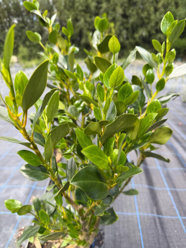 Griselinia Ardmore Emerald